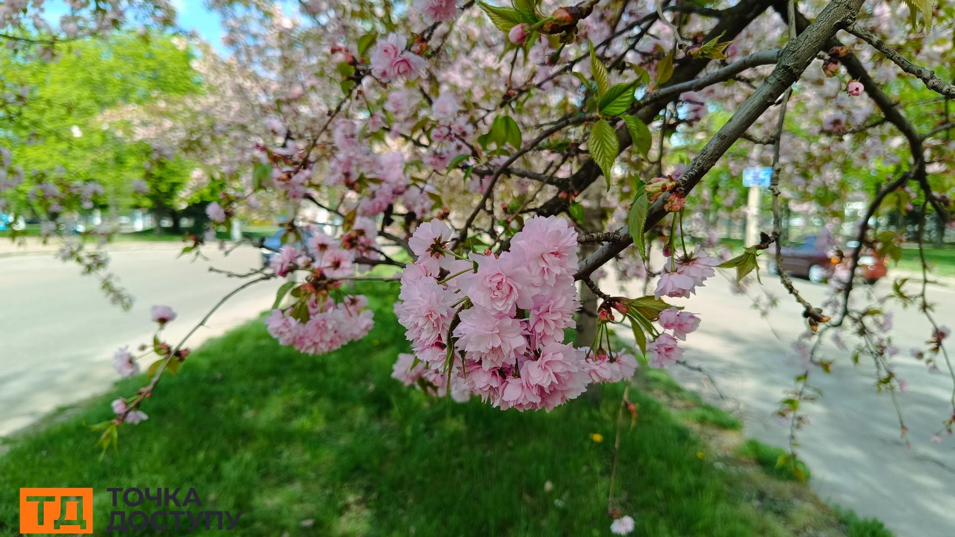 Розквітли сакури в Кропивницькому